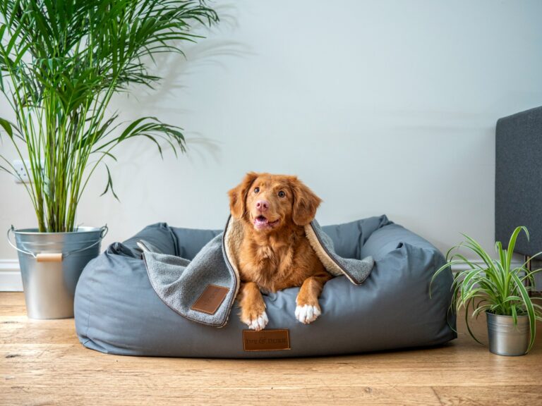 Huisdier op komst? 4 onmisbare tips voor een zorgeloze start